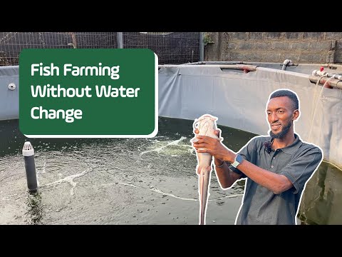 Видео: Как выращивать сома и тилапию без подмены воды | Пробиотическое рыбоводство