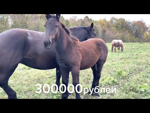 Видео: Продажа!!! Жеребята Тяжеловозы 89172586698