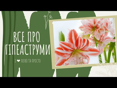 Видео: Гіпеаструм - догляд, розмноження  і пересадка. Гіпеаструм після цвітіння