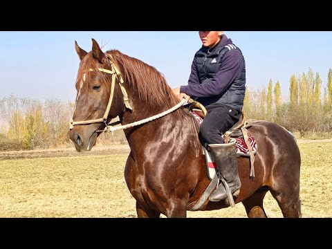 Видео: Шоколадка Улакта Акча Сана🔥
