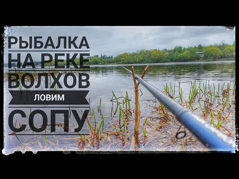 Видео: РЫБАЛКА НА РЕКЕ ВОЛХОВ.ЛОВЛЯ СОПЫ(СИНЦА) НА ПОПЛАВОЧНУЮ УДОЧКУ.