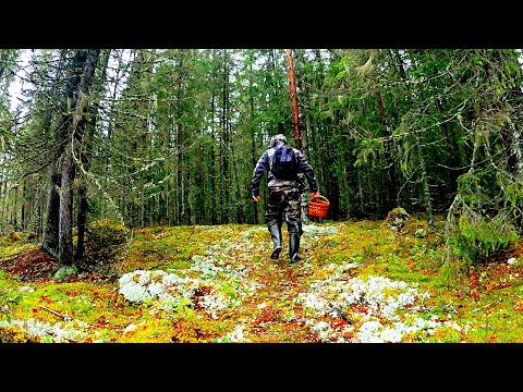 Видео: Зашел в ЕЛИ и ОБАЛДЕЛ! Грибы ПОЛЯНАМИ в ноябре! Собрал и приготовил