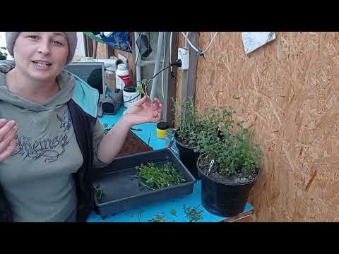 Видео: Черенкование Хризантемы. Что делать с маточным кустом после обрезки.