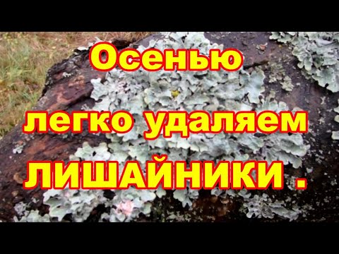 Видео: От лишайников легко избавляемся осенью и не только от них