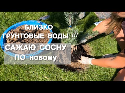 Видео: САЖАЮ СОСНУ. Когда близко грунтовые воды. Мелкоцветковая сосна Бонсай.