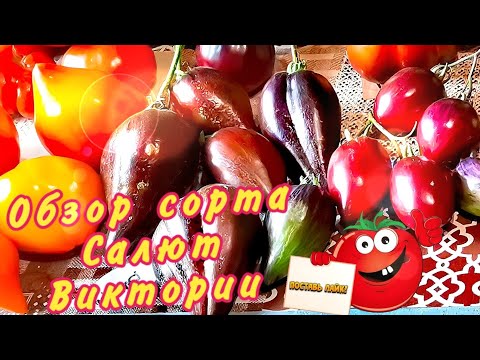 Видео: Обзор сорта - Салют Виктории 