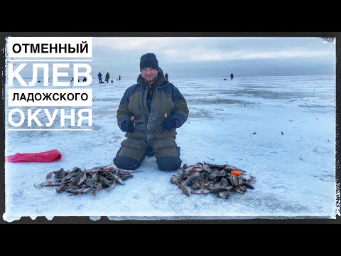 Видео: ЛАДОГА.31 01 2020 раздача окуня на блесну. Ловля окуня зимой