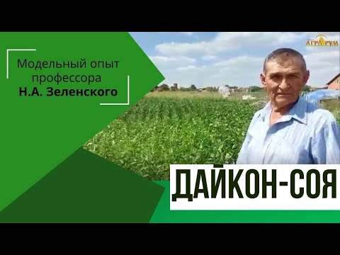 Видео: Дайкон в качестве почвопокровной сидеральной культуры для сои.