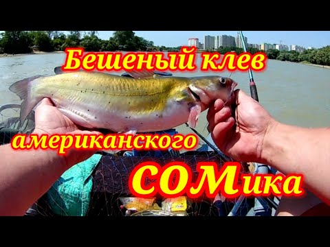 Видео: Бешеный клёв американского сома.Рыбалка на Кубани.