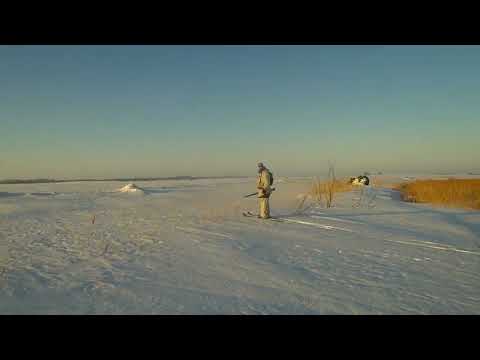 Видео: Охота на зайца 10 02 24