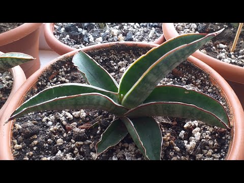 Видео: Сансевиерии, гастерии и хавортии осенний обзор.
