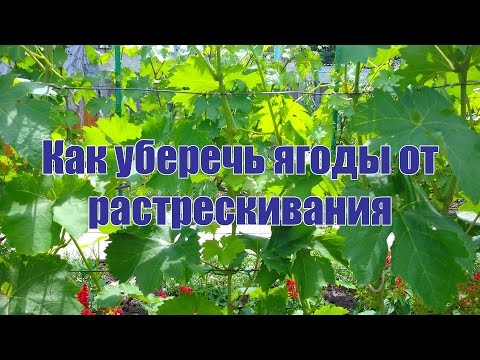 Видео: Как уберечь ягоды от растрескивания