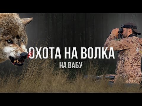 Видео: Охота на волка на вабу. #тепловизор #спектроптик #охота #прицел #технологииохоты #волк #трофей