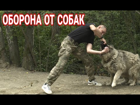 Видео: Как защититься от нападения собаки