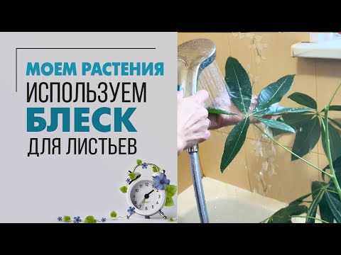 Видео: Моем растения и используем блеск для листьев. Детская комната