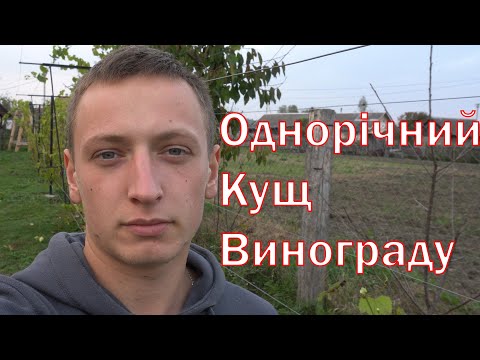 Видео: 4K. Однорічний кущ винограду. Догляд за виноградом. Догляд у рік посадки куща винограду.