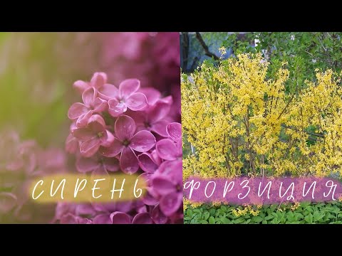 Видео: Обрезка Форзиции I Обрезка Сирени