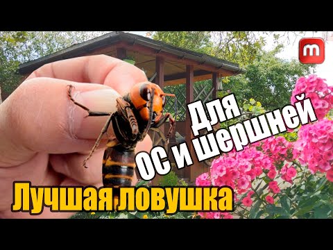 Видео: Ловушка для ос и шершней