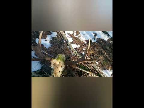 Видео: Поиск рогов. Отличное открытие сезона.