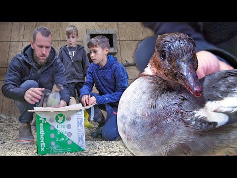 Видео: Мы получили по почте окровавленную утку. Вот что случилось…