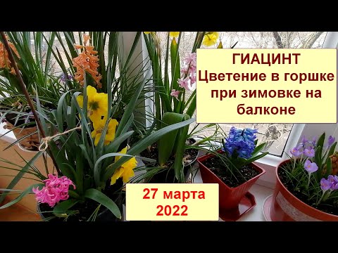 Видео: Гиацинт дома.  Цветение, выращенных из луковиц гиацинтов в горшке, при зимовке на балконе.