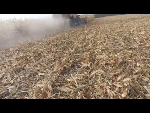 Видео: Кукурудза сипе майже по 150 центнер