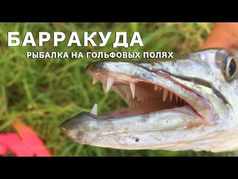 Видео: Барракуда на спиннинг. Рыбалка на Кубе. Гольфовые поля.