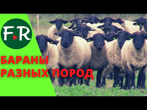 Видео: Бараны разных пород, в том числе на продажу: Суффолк, Остфризские, Романовские. Тверской Урожай