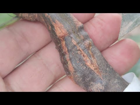 Видео: прививка дерева успешная