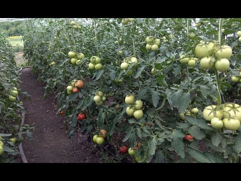 Видео: Обзор томатов - цены, сорта, урожай, рабочие моменты.