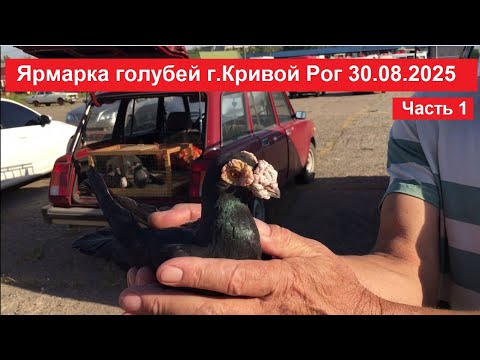 Видео: Ярмарка голубей и декоративных птиц г. Кривой Рог 30.08.2025. Часть 1