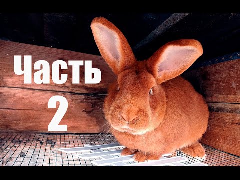 Видео: Супер фактор влияющий на вес кроликов! - О нём Вы даже не догадывались! - Rabbit  weight.