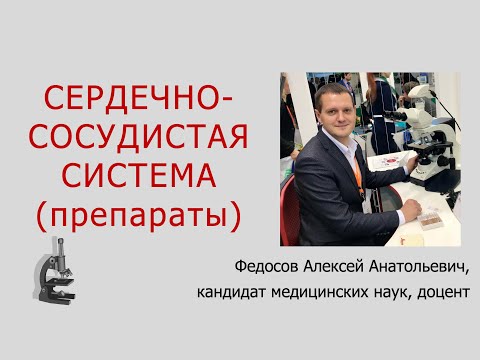 Видео: СЕРДЕЧНО-СОСУДИСТАЯ СИСТЕМА (ГИСТОЛОГИЧЕСКИЕ ПРЕПАРАТЫ)