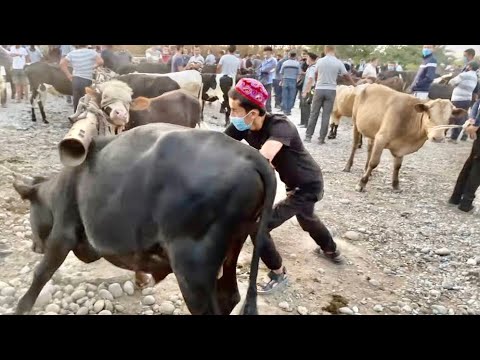 Видео: Узбекистан ! Такое туристы ещё не видели! Огромный МАЛ БАЗАР ! Кто такой ДАЛОЛ!! Ферганская долина !