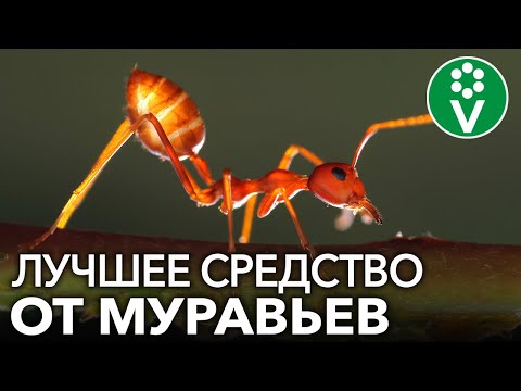 Видео: МУРАВЬИ? ЗАБУДЬТЕ О НИХ НАВСЕГДА!