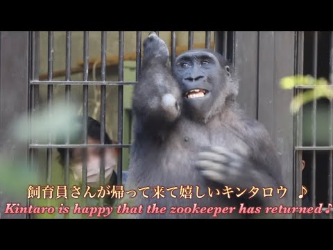 Видео: Горилла⭐️Смотритель зоопарка, сопровождавший Гентаро в его переезде, вернулся!【Семья Момотаро】