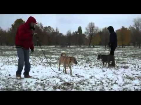 Видео: Рыжий агрессор