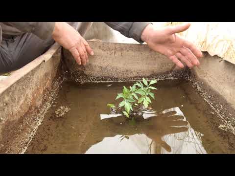 Видео: БЪЛГАРСКАТА ГРАДИНАРСКА ТРАДИЦИЯ част 16