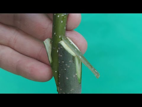 Видео: grafting a pear tree // прививка грушевого дерева