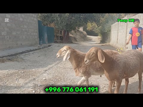 Видео: 2 Козу Чыкты Сатылат Арзан баада✅🚚🇰🇬☎️