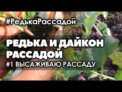Видео: 🌱#1 Высаживаю рассаду редьки. Выращивание дайкона и редьки рассадой.