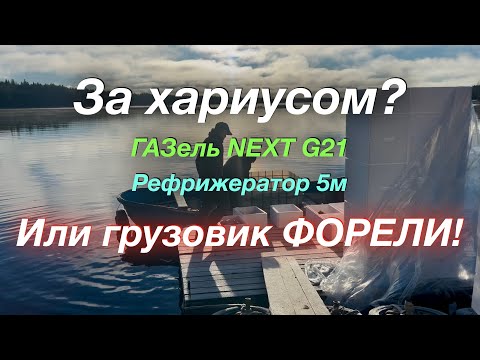 Видео: В Петрозаводск и через Питер обратно 3 загрузки ГАЗель NEXT G2,5 Рефрижератор 5м