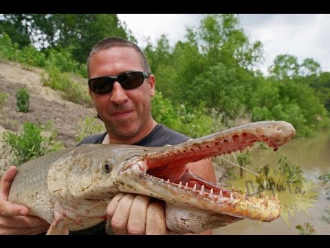 Видео: Cупер рыбалка на рыбу Аллигатора - Щуку Панцирника из Миссисипи. Monster fish