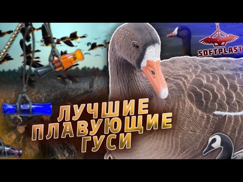 Видео: Плавающие гуси 2022