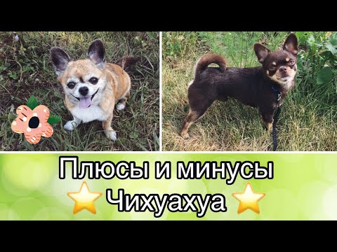 Видео: Плюсы и Минусы Породы ЧИХУАХУА/чихуахуа Арчи и Юша