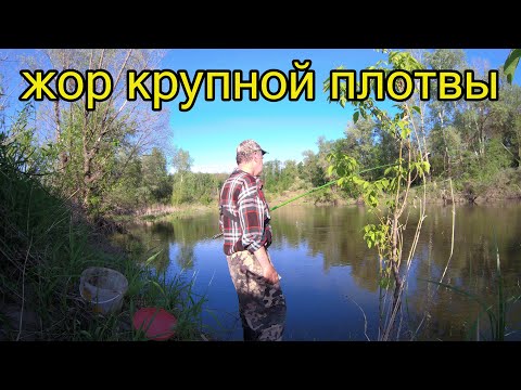 Видео: Рыбалка на крупную плотву в мае . вечерний клёв на реке.