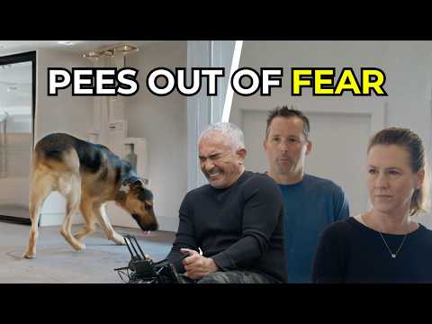Видео: Как помочь собаке, которая боится и не умеет руководить | Better Human, Better Dog | S02E05