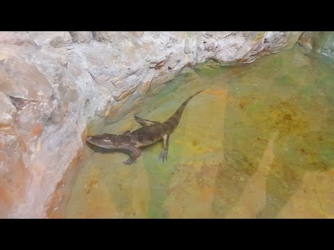 Видео: ПРОГУЛКА В ОКЕАНАРИУМ🐊🐢🦎🐍🦈🐡🐠🐟🐬🕷