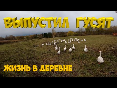 Видео: Выпусил опять гусят гулять.[Жизнь в деревне]