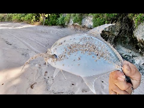 Видео: Моя УДАЧА на РЫБАЛКЕ вернулась! | Лови и готовь | Рыбалка на Гуаме